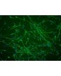 Mouse Schwann Cells (MSC) - Relief contrast