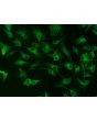 Rabbit Iris Pigment Epithelial Cells (RabIPEpiC) - Immunostaining for CK-18, 200x