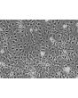 Rat Astrocytes-cerebellar (RA-c) - Phase contrast