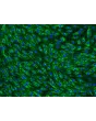 Rat Brain Microvascular Endothelial Cells (RBMEC) – Immunostaining for vWF, 200x.