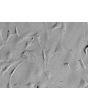 Rat Embryonic Fibroblasts (REF) - Relief contrast, 400x.
