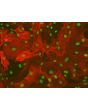 Rat Hepatic Stellate Cells (RHSteC) - Immunostaining for &alpha;-SMA