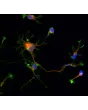 Rat neurons - cortical (R1520) - Immunostaining for Beta Tubulin III (red) and F-actin (green), 600x