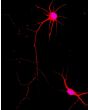Rat Neurons-spinal cord (RN-sc) - Relief contrast