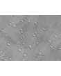 Rat Oligodendrocyte Precursor Cells (ROPC) – Relief Contrast, 400x.
