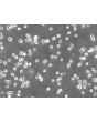 Rat Oligodendrocyte Precursor Cells (ROPC) -  Relief Contrast