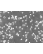 Rat Oligodendrocyte Precursor Cells (ROPC) – Phase Contrast, 200x.
