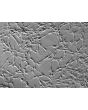 Rat Schwann Cells (RSC) - Relief contrast, 200x.
