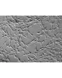 Rat Schwann Cells (RSC) - Relief contrast, 200x.
