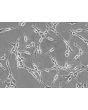 Rat Schwann Cells (RSC) - Phase contrast