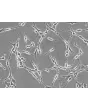 Rat Schwann Cells (RSC) - Phase contrast, 200x.
