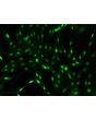 Rat Sertoli Cells (RSerC)- GATA4, 200x