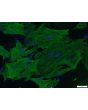 Rat Testicular Peritubular Cells (RTPC)- ⍺-SMA, 200x