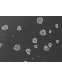 Ready-to-use 3D human BBB spheroids at 72 hours after thawing
