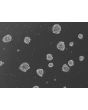 Ready-to-use 3D human BBB spheroids at 72 hours after thawing
