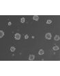 Ready-to-use 3D osteoblast spheroids at 24 hours after thawing