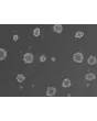 Ready-to-use 3D osteoblast spheroids at 24 hours after thawing