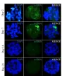 IF shows significant reduction in a-SMA expression after a week in 3D culture