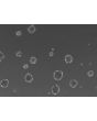 Ready-to-use 3D HSC spheroids at day 7 post thawing