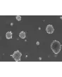 Ready-to-use 3D MSC Spheroids at Day 2 post thawing