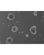 Ready-to-use 3D MSC Spheroids at Day 7 post thawing