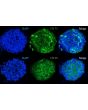 Expression of the stem cell markers in human MSC spheroids