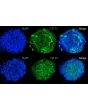 Expression of the stem cell markers in human MSC spheroids