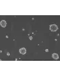 Ready-to-use 3D MSC Spheroids at Day 1 post thawing