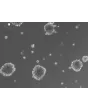 Morphology of 3D Mini-Kidney Spheroids at Day 1 Post Thawing