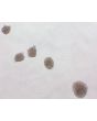 Morphology of Human Preadipocyte spheroids at day 1 post thaw