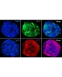 Spheroids display the differentiated epithelial cell marker CK-18. Notably, they also have high ACE2 expression, a receptor for SARS-CoV and SARS-CoV-2.
