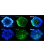 Immunostaining of RPE spheroids display the differentiated epithelial marker CK18 and the apolipoprotein ApoE