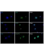 Immunostaining of the human Sertoli cell spheroids with the Sertoli cell markers SOX9 and GATA4 and tight junction marker Claudin-5.