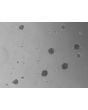 Ready-to-use 3D HTMC Spheroids at Day 7 Post Thawing