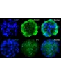 Immunostaining analysis of SP3D-HTMCS with the TM cell marker Myocilin (MYOC), and the ECM marker Fibronectin (FN)
