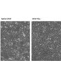 Cell proliferation analysis studies demonstrate bFGF plus exhibits superior activity compared to native bFGF. HUVEC cell were supplement with 2 ng/mL native (left) and bFGFplus (right) for 5 days. 