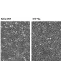 Cell proliferation analysis studies demonstrate bFGF plus exhibits superior activity compared to native bFGF. HUVEC cell were supplement with 2 ng/mL native (left) and bFGFplus (right) for 5 days. 