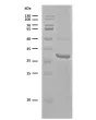 Recombinant TEV Protease (4 ug) resolved on a 12% SDS-PAGE gel under reducing conditions