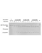 Representative gel picture of TEV protease activity test. A 20 µg of target MBP-TEV-protein was incubated with TEV protease in a buffer containing 50 mM Tris-HCl (pH 8.0), 150 mM NaCl, 50 mM imidazole and 10 mM 2-Mercaptoethanol at 30 ℃.
