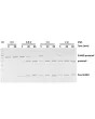 Representative gel picture of SUMO protease activity test. A 100 ug of target SUMO-protein was incubated with various amount of SUMO protease (Ulp1) in a buffer containing 50 mM Tris-HCl (pH 8.0), 150mM NaCl, 0.2% NP-40 and 1mM DTT at 30 ℃.
