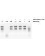 Protection of RNA from degradation by RNase A with RNase Inhibitor