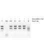 Protection of RNA from degradation by RNase A with RNase Inhibitor, Murine. RNase Inhibitor at 20 U/20μl inhibited RNase A at levels as high as 1 ng/20 μl.
