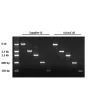 Recovery of DNA fragments. DNA fragments were excised and purified with either supplier Q’s or ScienCell’s gel extraction kit per ¬manufacturer’s recommendations. The gel purified samples were resolved on a 1% agarose gel.
