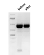 Removal of Primer-Dimers. Primer-dimers present in PCR reactions are effectively removed during the purification process with SpeeDNA PCR Purification Kit (see above).
