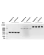 Plasmids, varying in length and copy number, were isolated from E. coli cultures using plasmid miniprep kit from Supplier Q or ScienCell (in triplicate).
