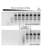 Provide 1000x Protection Against RNase Degradation -

A serially diluted RNase A (1 µg/µl to 1 fg/µL) were added to 2 10 uL of Stable RNA (top panel) or TE buffer (bottom panel) with RNA.