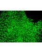 hESC grown in STEMium - Immunostaining for OCT3/4 (green)