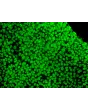 hESC grown in STEMium – Immunostaining for OCT3/4 (green), 200x.
