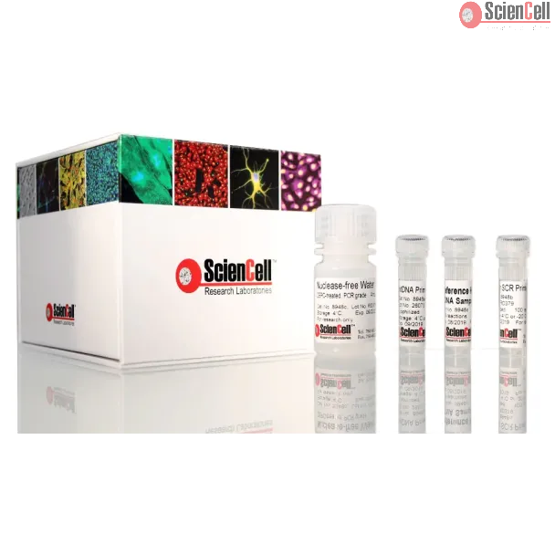 人类线粒体 DNA 拷贝数绝对定量 qPCR 检测试剂盒