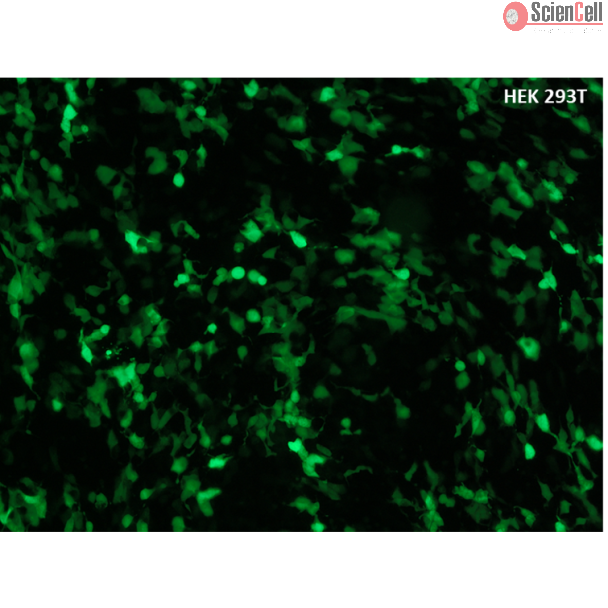 使用 优诺费塔根(UniFectagen) 转染 GFP 的 HEK293T 细胞，转染后 24 小时。
